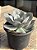 Echeveria fundy 01 - Imagem 3