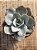 Echeveria fundy 01 - Imagem 4