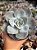Echeveria fundy 01 - Imagem 1