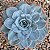 Echeveria fundy 02 - Imagem 2