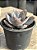 Echeveria fundy 02 - Imagem 3
