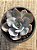 Echeveria fundy 02 - Imagem 4