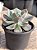 Echeveria imbricata - Imagem 2