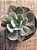 Echeveria imbricata - Imagem 3