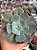 Echeveria imbricata - Imagem 1