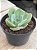 Echeveria imbricata - Imagem 2