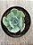 Echeveria imbricata - Imagem 3