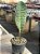 Sansevieria mosoniana victoria - Imagem 1