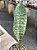 Sansevieria mosoniana victoria - Imagem 2