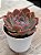 Echeveria shaviana neon breakes - Imagem 2