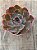 Echeveria shaviana neon breakes - Imagem 3