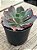 Echeveria shaviana neon breakes - Imagem 2