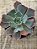 Echeveria shaviana neon breakes - Imagem 3