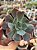 Echeveria shaviana neon breakes - Imagem 1