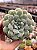 Echeveria hiarium - Imagem 1
