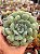 Echeveria hiarium - Imagem 1