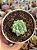 Echeveria hiarium - Imagem 1