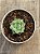 Echeveria hiarium - Imagem 3