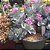 Kalanchoe pumila - Imagem 2