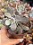 Kalanchoe pumila - Imagem 1