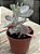 Kalanchoe pumila - Imagem 2