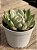 Echeveria chiahuahuensis variegata - Imagem 2