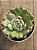 Echeveria chiahuahuensis variegata - Imagem 3