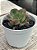 Echeveria rauber - Imagem 2