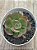 Echeveria rauber - Imagem 3