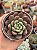 Echeveria bloody swallow - Imagem 1