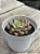Echeveria bloody swallow - Imagem 2
