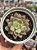 Echeveria bloody swallow - Imagem 1