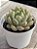 Echeveria bloody swallow - Imagem 2