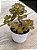 Echeveria little lilly - Imagem 2