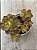 Echeveria little lilly - Imagem 3