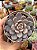 Echeveria love me - Imagem 1