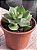 Agave variegata - Imagem 3