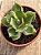 Agave variegata - Imagem 4