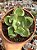 Agave variegata - Imagem 1