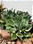 Agave variegata - Imagem 2