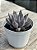 Echeveria arpon - Imagem 2