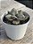 Echeveria xichuensis - Imagem 2