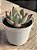 Echeveria colorata desert harmony - Imagem 2