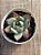 Echeveria colorata desert harmony - Imagem 3
