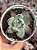 Echeveria colorata desert harmony - Imagem 1