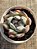 Echeveria colorata roof - Imagem 3