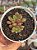 Echeveria moranii x subcorymbosa - Imagem 1