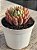Echeveria Anita - Imagem 2