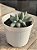 Pachyphytum mexicano - Imagem 2