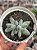 Pachyphytum mexicano - Imagem 1